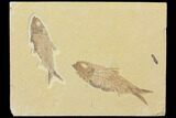 Two Beautiful Fossil Fish (Knightia) - Wyoming #116762-1